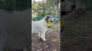 Belle ベル #greatpyrenees #todaysrunrun #グレートピレニーズ #今日のルンルン