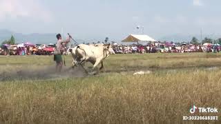 នរណាខ្លះធ្លាប់លេងល្បែងប្រណាំងគោ?🏁🏁