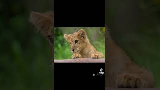 NU Photography SL #dora #Ridiyagamasafari #lioncub