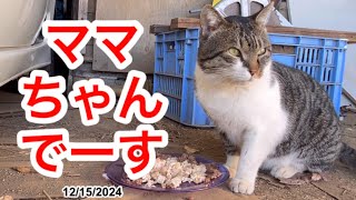 ママちゃんでーす😺😽😺ほんとパパは何にもしない　#猫