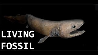 Frilled Shark | Living Fossil