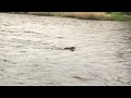 otter working the river loughor