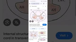 Learn to Draw the Internal Structure of the Spinal Cord in Minutes