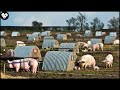 How German Farmers Raise Millions Of Free-Range Pigs - Modern Pork Processing Factory