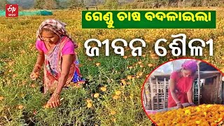 ଗେଣ୍ଡୁ ଫୁଲ ସାଜିଛି ଆଦିବାସୀଙ୍କ ରୋଜଗାରର ମାଧ୍ୟମ || RAYAGADA ||  MARIGOLD FARMING || ETV Bharat Odisha