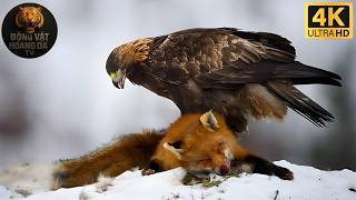 Canada Lạnh Giá | Cuộc Tranh Quyền Trong Bóng Tuyết - Thế giới động vật