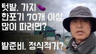 텃밭, 가지재배 / 한포기 70개 이상 많이 따려면? / 밭준비, 정식적기?