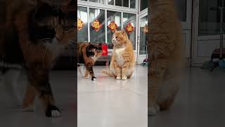 这小两口帅不？哈哈 #橘座哇唔 #橘猫 #猫咪走秀现场