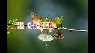 새가 지저귀는 소리/the chirping of birds