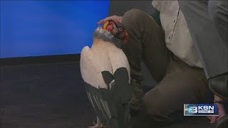 Why Tanganyika Wildlife Park's king vulture has a bald head