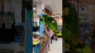 ఈ పిట్ట గాడి పేరు Blue fronted amazon parrot అమెరికా lo అమ్ముతారు 60 year lifespan Macaw కి relative