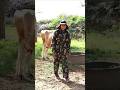 फौजी 🇮🇳 का गाय 🐄 से प्रेम Soldier vs Cow #shorts #army #cow #viral #villagelife