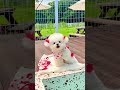 ريلز كلاب مقاطع كلاب كيوت صورت كلبتي على حمام السباحة 🥰🥰😊#reels #dog #مقاطع ریلز كلاب