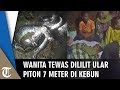 Wanita Tewas Dililit Piton Sepanjang 7 Meter, Saksi: Ular Gigit Bagian Leher, Langsung Mati Ditebas