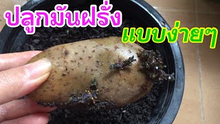 ปลูกมันฝรั่ง (แบบง่ายๆ)ในกระถาง | how to grow Potato