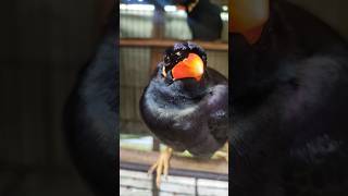 parrot talking  video | mynah bird | #mynabird #mynah #shorts #kiwi 