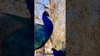 Two beautiful peacock view !!