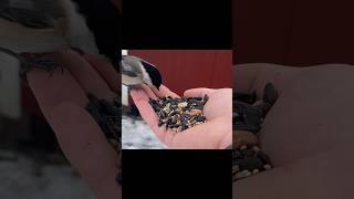 FEEDING A BLACK-CAPPED CHICKADEE!! #shorts #youtube #trending #birds #chickadee #song #cute #beast