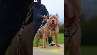 PITBULL DOG STATUS VIDEO 😈😈