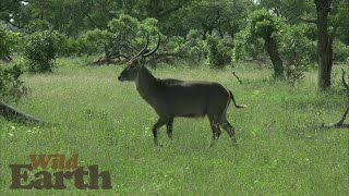 WildEarth - Sunset - 01 January 2021