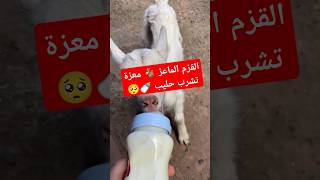 معزة | معزة تشرب حليب | معزة كيوت | القزم الماعز 🐐