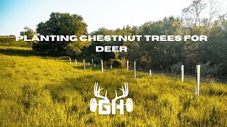 Whitetail Strategy // Planting Chestnut Trees For Deer // GUNNAR HANSON