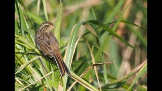 ホオアカ　Chestnut-eared bunting、Grey-headed bunting　　Emberiza fucata