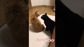 クンクン?少し匂いますニャ－　#Shorts  #猫動画 #ねこさん兄妹 #保護猫 #にゃん #cat #にゃんにゃん #ねこ #にゃんズ #ネコ  #猫のいる暮らし #猫好きさんと繋がりたい