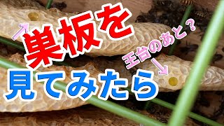 【 ニホンミツバチ 】巣板を見てみたら 王台のあと？　ある日蜂数が少なくなったのは子だしのせいでは無かった？