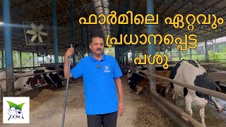 Close Up Cow l Feed l Calving l Dairy l malayalam l JK Farms l Kollam l Jayakrishnan l FARM STAY