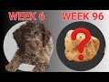 Lagotto: 96 weeks of Truffle Training in 26 Minutes