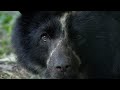 Saving Spectacled Bears With Honey | BBC Earth Witness | BBC Studios