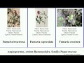 angiospermas ordem ranunculales família papaveraceae fumaria dicentra dicranostigma montana alba