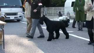 東京南桜愛犬クラブ展 KING戦 2013/1/27