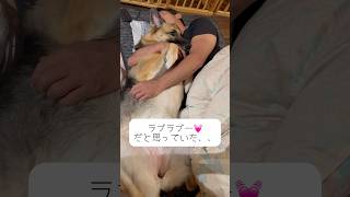 愛犬に嫌われた親父#shorts #shortvideo #dog #犬 #大型犬 #シェパード #癒し