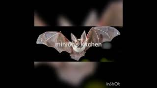 வௌவால் பற்றி தெரியாத உண்மைகள்|Unknown Facts About Bat#shorts #shortsvideo