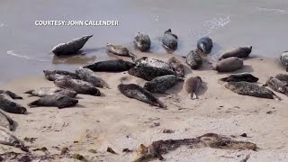 Harbor seal numbers declining despite beach closures in Carpinteria during pupping season