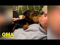 A-roo! Rottweiler puppy gets in her first tiny howls with help from her doggy brother l GMA