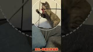 麥師傅再度授課 #cat #kungfu #funny #fyp