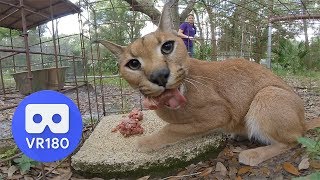 Big Cat Feeding Time In VR180 3D!