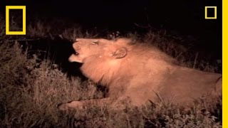 Lives of Lions | National Geographic