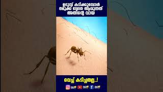 ഉറുമ്പ് കടിക്കുമ്പോൾ വേദന ആവുന്നത് വായ വെച്ച് കടിച്ചതല്ല #shorts #trending #trendingshorts