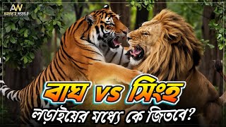 বাঘ vs সিংহের লড়াই হলে কে জিতবে? | Who will win the tiger vs lion fight? | Ashik's World|বাঘ - সিংহ