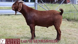 LOT 10 SEYRSR1034 NSW BOER GOAT AUCTION