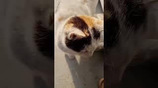 시골의 흔한 고양이 🐈 Common Cat in the Country