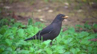 クロウタドリ（1）旅鳥（与那国島） - Blackbird - Wild Bird - 野鳥 動画図鑑