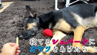 寝てるシェパード犬にオヤツをあげたら・・・【German Shepherd Dog】 I Gave Treats to My Sleeping Dog