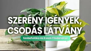 Szobafutóka és Kúszó filodendron \