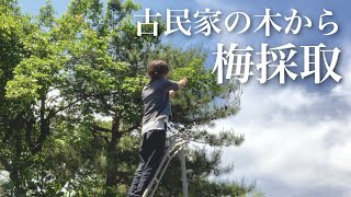 【古民家暮らし】庭の木に気付いたら梅ができてたので収穫してみた｜田舎暮らし