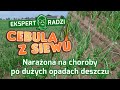 Cebula z siewu. odc. 13 Jakie zagrożenia czekają cebulę po opadach deszczu? Piotr Borczyński.